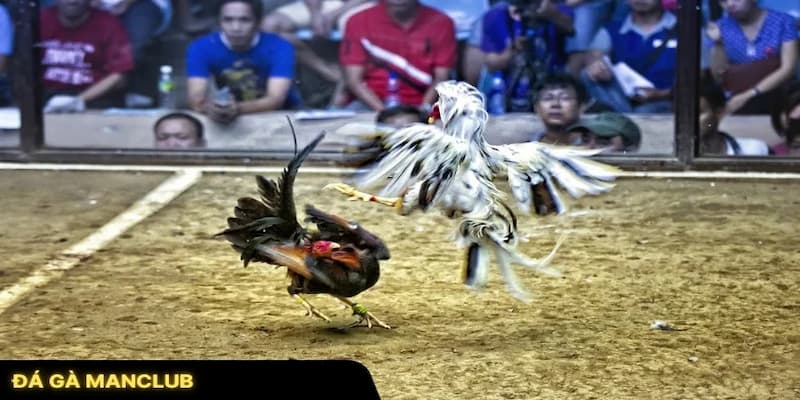 Chiến thuật nâng cao trong đá gà Manclub