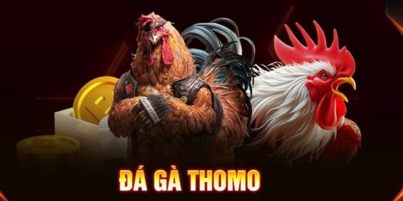 Giới thiệu về đá gà thomo Campuchia